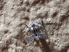 Clogmia albipunctata