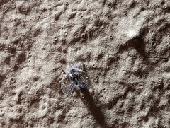 Clogmia albipunctata