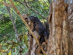Ctenosaura pectinata