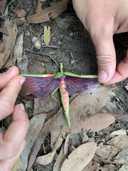 Podacanthus viridiroseus