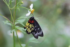 Delias pasithoe