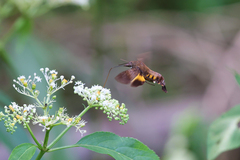 Macroglossum passalus