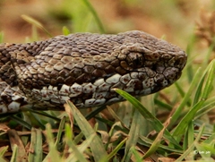 Horseshoe Pit-Viper photo 2