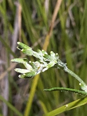Senecio campylocarpus