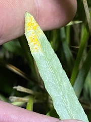 Senecio campylocarpus