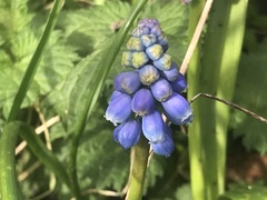 Muscari neglectum