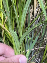 Senecio campylocarpus