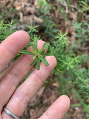 Pultenaea retusa