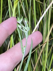Senecio campylocarpus