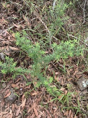 Pultenaea retusa