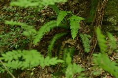 Polystichum