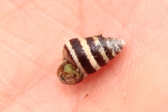 Cochlicella