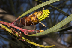 Hakea francisiana