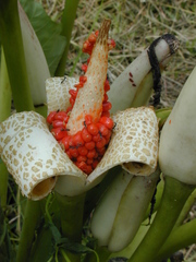 Alocasia macrorrhizos