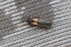 Ischnodemus sabuleti