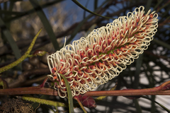 Hakea francisiana