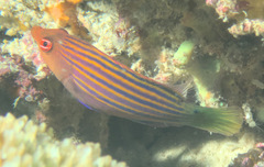Pseudocheilinus hexataenia