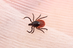 Ixodes ricinus