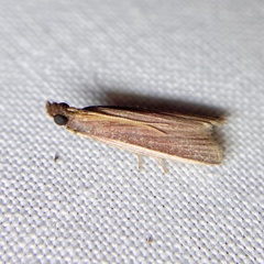 Emmalocera callirrhoda