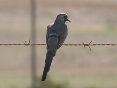 Oena capensis capensis