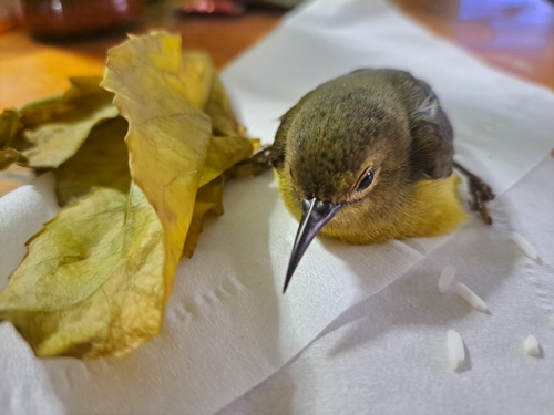 Ornate Sunbird