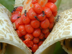 Alocasia macrorrhizos