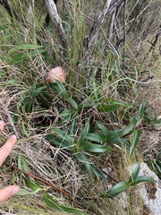Dendrobium kingianum