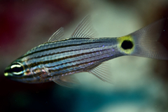 Cheilodipterus lachneri