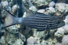 Cheilodipterus macrodon