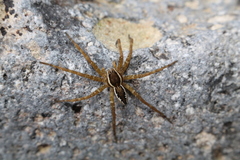 Dolomedes dondalei