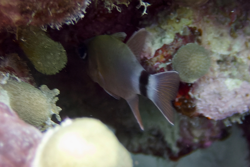 Ringtailed cardinalfish (Nectamia annularis) — Apogonidae — 5