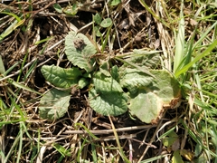 Primula veris