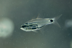 Taeniamia bilineata