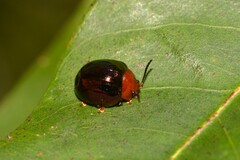 Chalcomela nitida