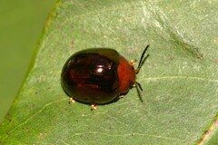 Chalcomela nitida