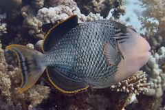 Pseudobalistes flavimarginatus