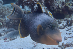 Pseudobalistes flavimarginatus