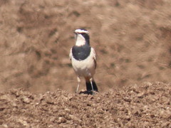Oenanthe pileata pileata