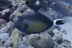 Sufflamen albicaudatum