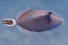 Sufflamen albicaudatum