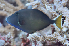 Sufflamen albicaudatum