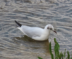 Chroicocephalus ridibundus