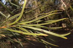 Hakea francisiana
