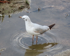 Chroicocephalus ridibundus