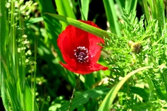 Papaver hybridum