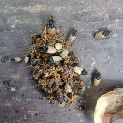 Poecilosomella