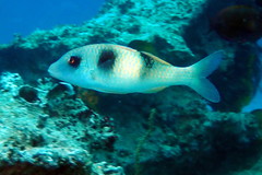 Parupeneus crassilabris