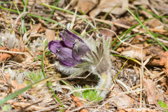 Pulsatilla montana