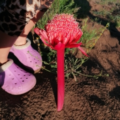 Haemanthus sanguineus