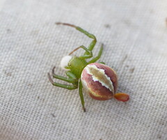 Australomisidia rosea